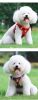 dog Harnesses and dog leash set; Pet Chest Strap Vest Dog Strap Small Dog Rope Wholesale Reflective Dog Towing Rope